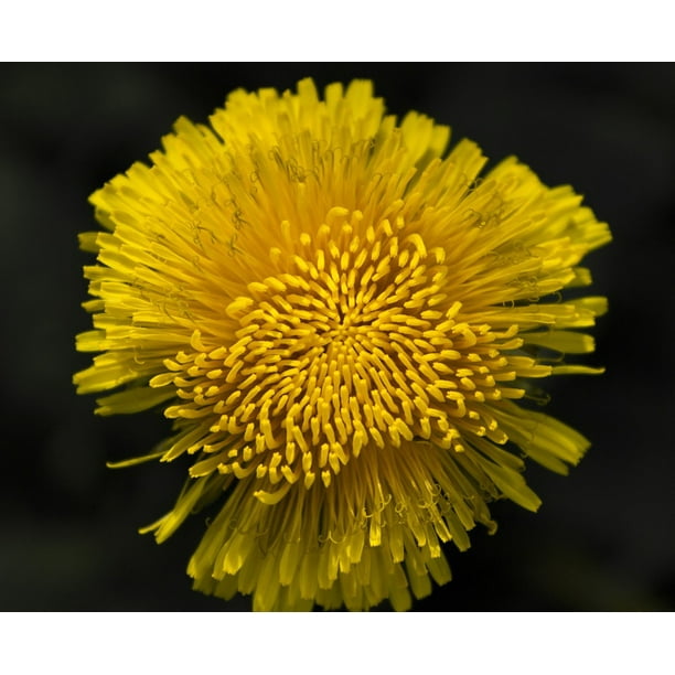 Bulk Dandelion Canary Yellow Tissue Paper 20 Inch x 30 Inch 48 XL Sheets